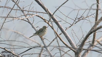Tree Pipit
