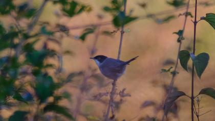 Sardinian Warbler