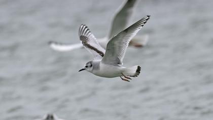 Little Gull