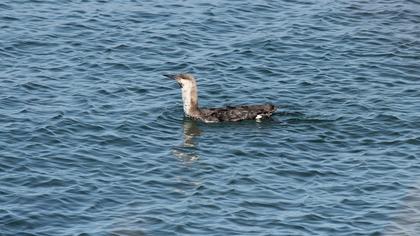 Black-throated Loon