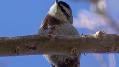 Krüper`s Nuthatch