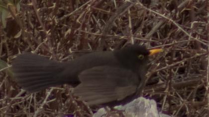 Common Blackbird