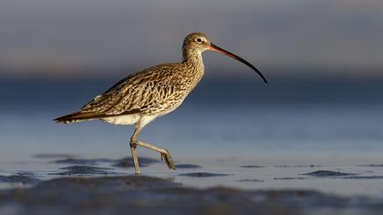 Eurasian Curlew