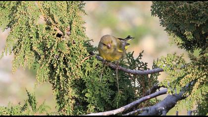 European Greenfinch