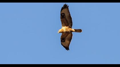 Long-legged Buzzard