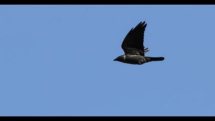 Western Jackdaw