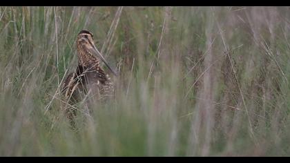 Common Snipe