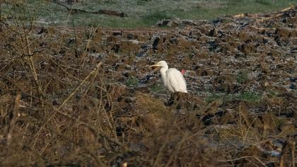 Great Egret
