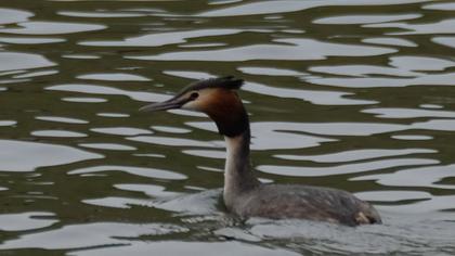 Great Crested Grebe