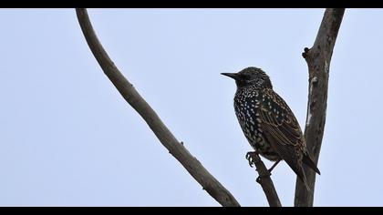 Common Starling