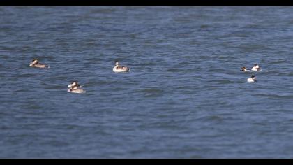 Great Crested Grebe