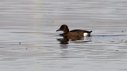 Ferruginous Duck