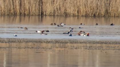 Red-crested Pochard