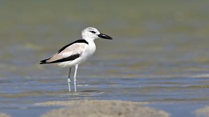 Crab-plover