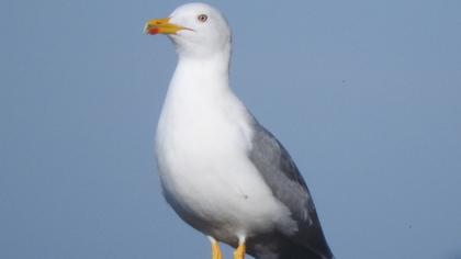 Yellow-legged Gull