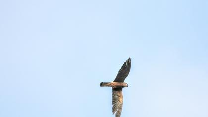Red-footed Falcon