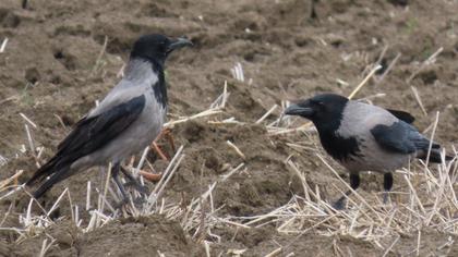 Hooded Crow