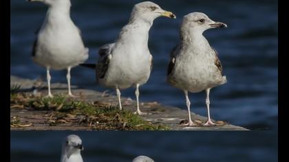 Yellow-legged Gull