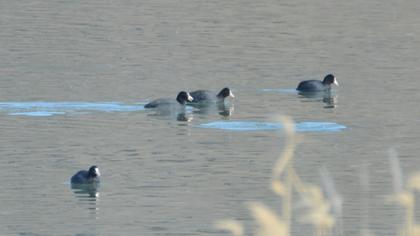 Eurasian Coot