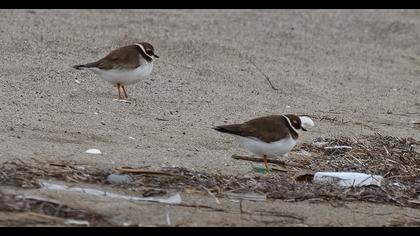 Common Ringed Plover