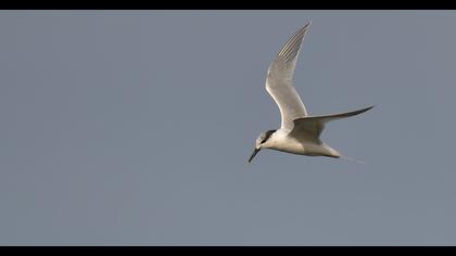 Sandwich Tern