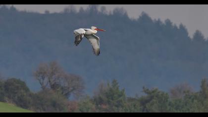 Dalmatian Pelican