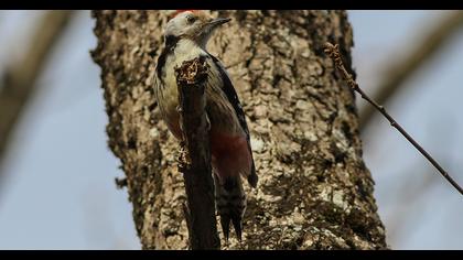 Middle Spotted Woodpecker