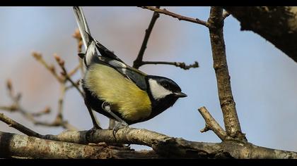 Great Tit