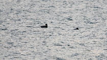 Red-breasted Merganser