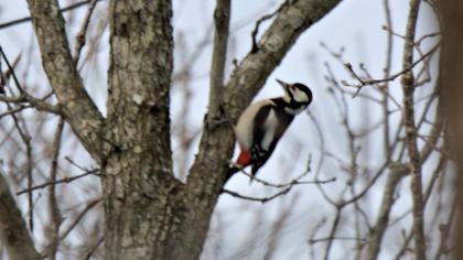 Great Spotted Woodpecker