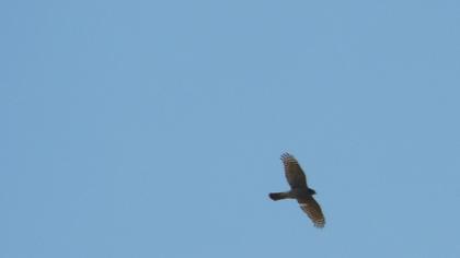 Eurasian Sparrowhawk