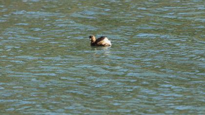 Little Grebe