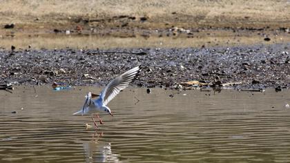 Black-headed Gull