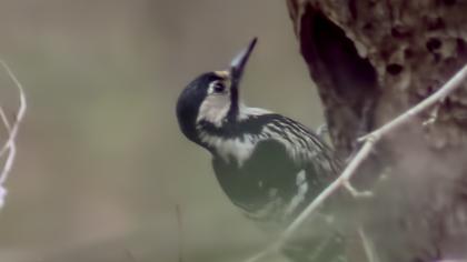 White-backed Woodpecker