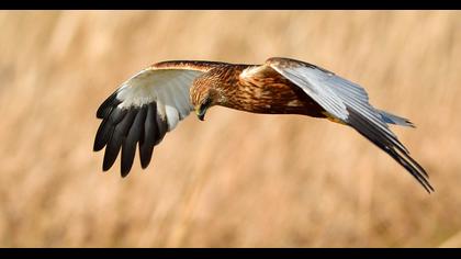 Western Marsh Harrier