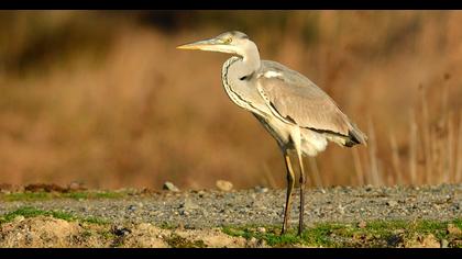 Grey Heron