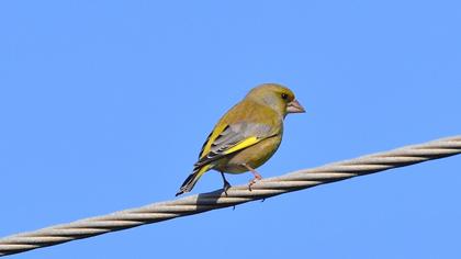 European Greenfinch
