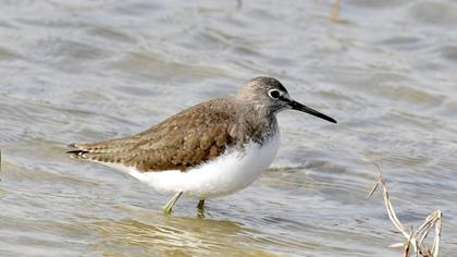 Green Sandpiper