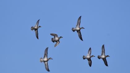 Eurasian Teal