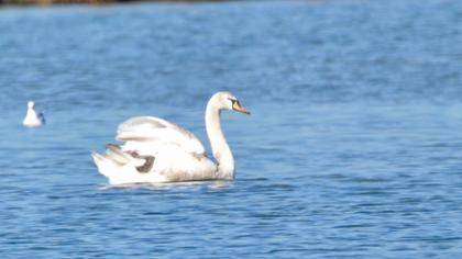 Mute Swan