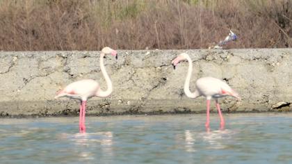 Greater Flamingo