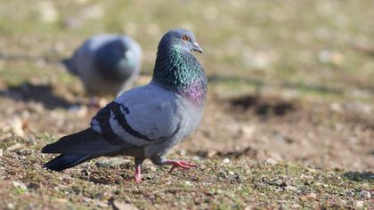 Rock Dove