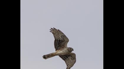 Hen Harrier