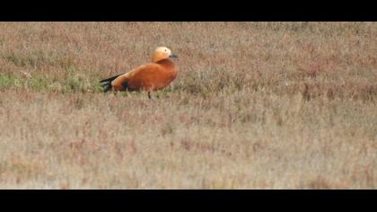 Ruddy Shelduck