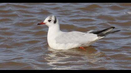 Black-headed Gull