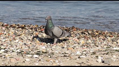 Rock Dove
