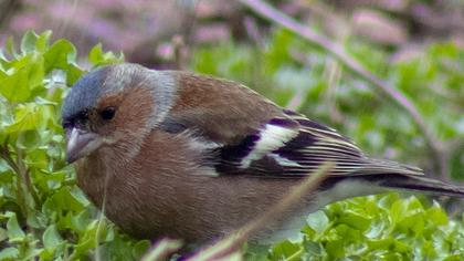 Common Chaffinch