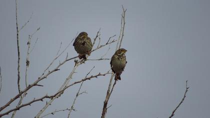 Corn Bunting