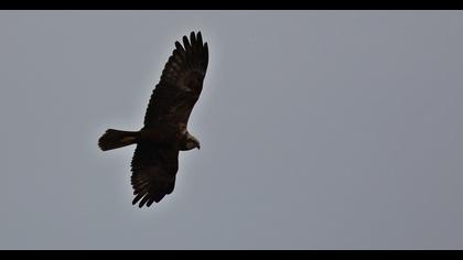 Western Marsh Harrier