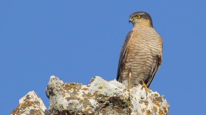 Eurasian Sparrowhawk